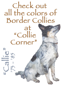 Collie Corner Button