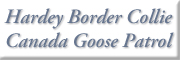 Hardey Border Collie Canada Goose Patrol