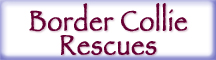 Border Collie Rescue Button