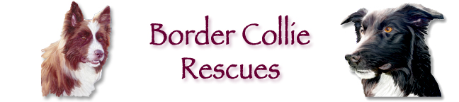 Border Collie Rescue Heading