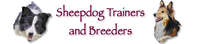 Border Collie Trainers & Breeders Heading