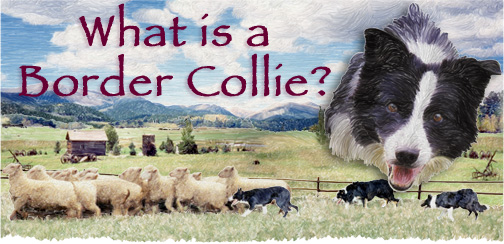What is a Border Collie?